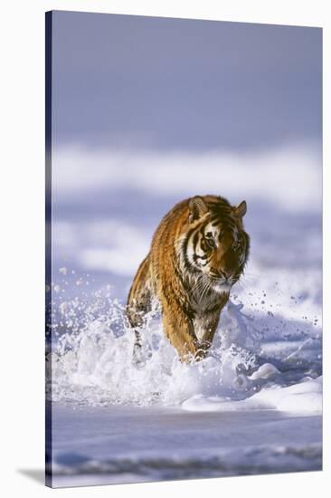 Bengal Tiger Running along the Beach-DLILLC-Stretched Canvas