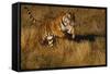 Bengal Tiger Running in Field-DLILLC-Framed Stretched Canvas