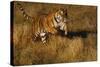 Bengal Tiger Running in Field-DLILLC-Stretched Canvas