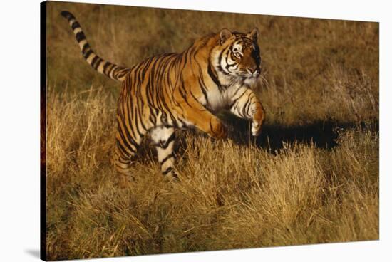 Bengal Tiger Running in Field-DLILLC-Stretched Canvas