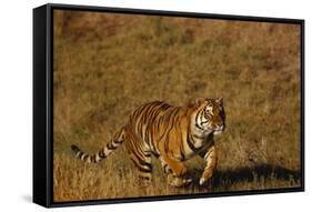 Bengal Tiger Running in Field-DLILLC-Framed Stretched Canvas