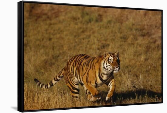 Bengal Tiger Running in Field-DLILLC-Framed Stretched Canvas