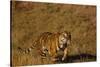 Bengal Tiger Running in Field-DLILLC-Stretched Canvas