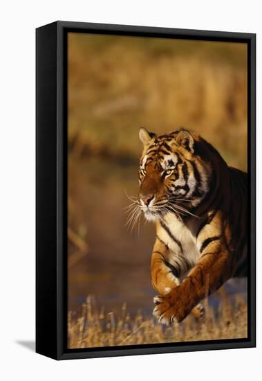 Bengal Tiger Running in Field-DLILLC-Framed Stretched Canvas