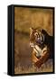 Bengal Tiger Running in Field-DLILLC-Framed Stretched Canvas