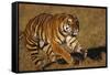 Bengal Tiger Running in Field-DLILLC-Framed Stretched Canvas