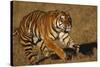 Bengal Tiger Running in Field-DLILLC-Stretched Canvas