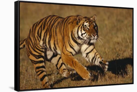 Bengal Tiger Running in Field-DLILLC-Framed Stretched Canvas