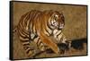 Bengal Tiger Running in Field-DLILLC-Framed Stretched Canvas