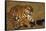 Bengal Tiger Running in Field-DLILLC-Framed Stretched Canvas