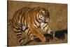 Bengal Tiger Running in Field-DLILLC-Stretched Canvas