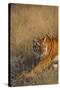 Bengal Tiger Running in Field-DLILLC-Stretched Canvas