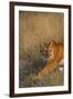 Bengal Tiger Running in Field-DLILLC-Framed Premium Photographic Print