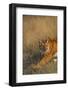 Bengal Tiger Running in Field-DLILLC-Framed Photographic Print