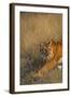 Bengal Tiger Running in Field-DLILLC-Framed Photographic Print