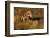 Bengal Tiger Running in Field-DLILLC-Framed Photographic Print