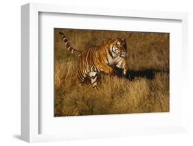 Bengal Tiger Running in Field-DLILLC-Framed Photographic Print