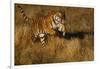 Bengal Tiger Running in Field-DLILLC-Framed Photographic Print