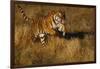 Bengal Tiger Running in Field-DLILLC-Framed Photographic Print