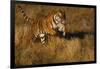 Bengal Tiger Running in Field-DLILLC-Framed Photographic Print