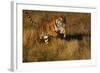 Bengal Tiger Running in Field-DLILLC-Framed Photographic Print