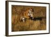 Bengal Tiger Running in Field-DLILLC-Framed Photographic Print