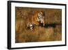 Bengal Tiger Running in Field-DLILLC-Framed Photographic Print