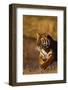 Bengal Tiger Running in Field-DLILLC-Framed Photographic Print