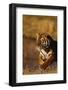 Bengal Tiger Running in Field-DLILLC-Framed Photographic Print