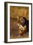 Bengal Tiger Running in Field-DLILLC-Framed Photographic Print