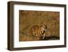 Bengal Tiger Running in Field-DLILLC-Framed Photographic Print