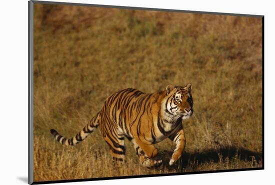 Bengal Tiger Running in Field-DLILLC-Mounted Photographic Print