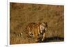 Bengal Tiger Running in Field-DLILLC-Framed Photographic Print