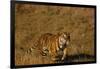 Bengal Tiger Running in Field-DLILLC-Framed Photographic Print