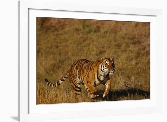 Bengal Tiger Running in Field-DLILLC-Framed Photographic Print