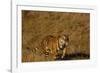 Bengal Tiger Running in Field-DLILLC-Framed Photographic Print