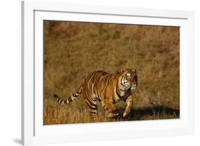 Bengal Tiger Running in Field-DLILLC-Framed Photographic Print