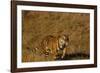 Bengal Tiger Running in Field-DLILLC-Framed Photographic Print