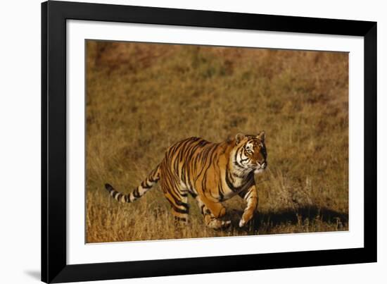 Bengal Tiger Running in Field-DLILLC-Framed Photographic Print