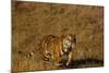 Bengal Tiger Running in Field-DLILLC-Mounted Photographic Print