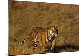 Bengal Tiger Running in Field-DLILLC-Mounted Photographic Print