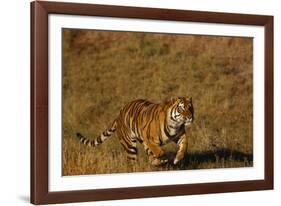 Bengal Tiger Running in Field-DLILLC-Framed Photographic Print