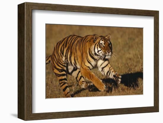 Bengal Tiger Running in Field-DLILLC-Framed Photographic Print