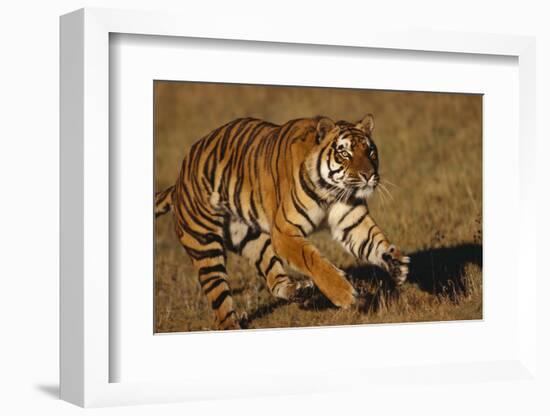 Bengal Tiger Running in Field-DLILLC-Framed Photographic Print