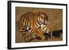 Bengal Tiger Running in Field-DLILLC-Framed Photographic Print