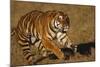 Bengal Tiger Running in Field-DLILLC-Mounted Photographic Print