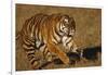 Bengal Tiger Running in Field-DLILLC-Framed Photographic Print