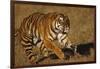 Bengal Tiger Running in Field-DLILLC-Framed Photographic Print