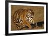 Bengal Tiger Running in Field-DLILLC-Framed Photographic Print