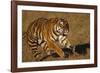 Bengal Tiger Running in Field-DLILLC-Framed Photographic Print